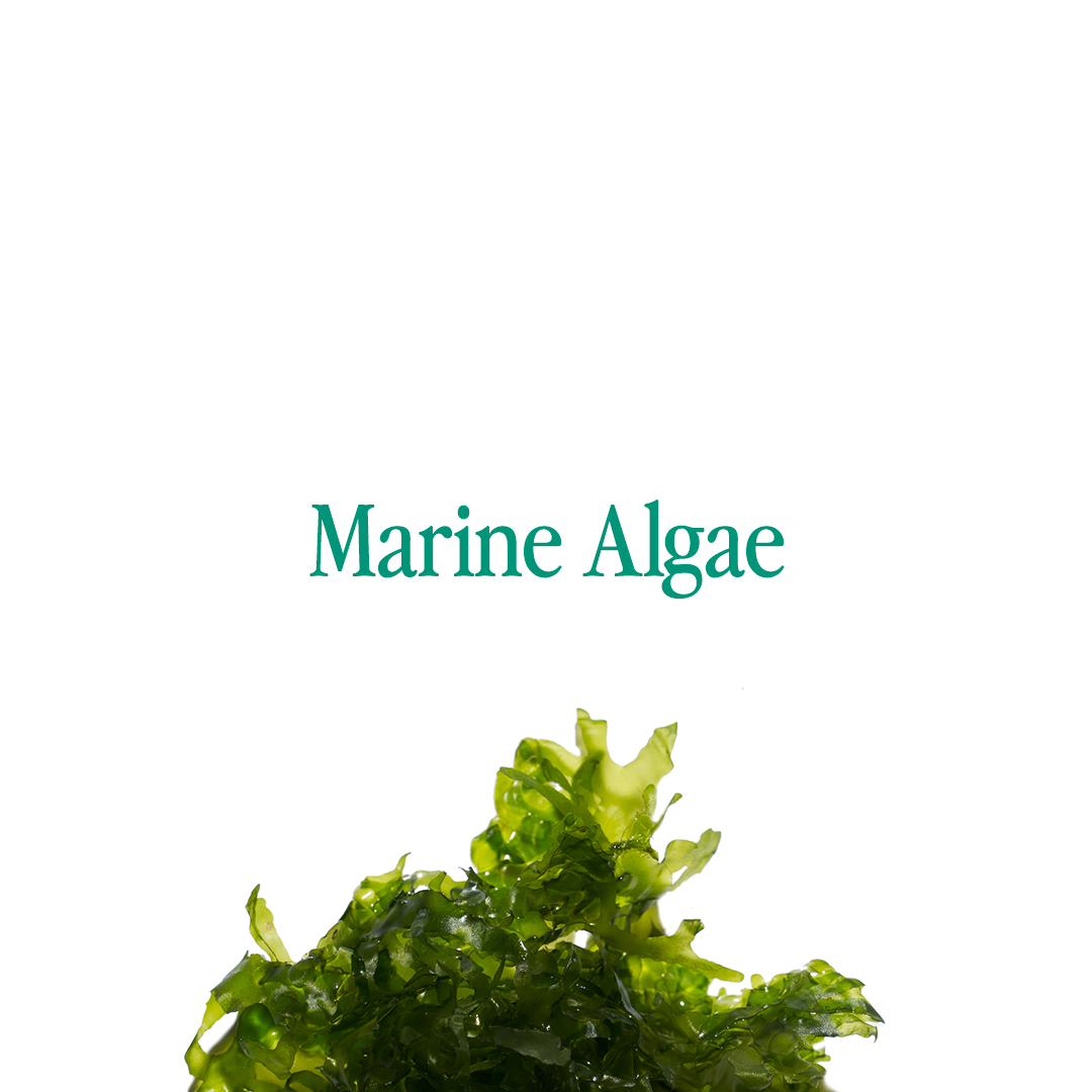 Ingredient Spotlight - Marine Algae